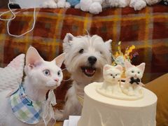 -你好独角兽·蛋糕甜品