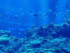 -珠海长隆海洋王国