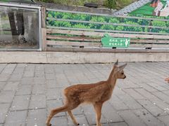 -北京鹿世界主题园