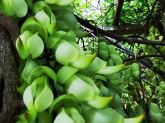 -牛鱼嘴原始生态风景区