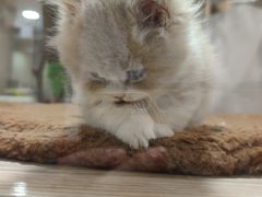 -屋虎猫馆(宝安大仟里店)