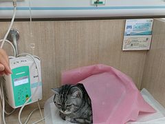 -北京观赏动物医院·24小时大型综合·猫专科·异宠专科