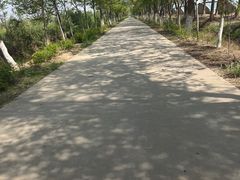 -西青郊野公园