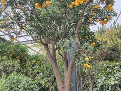 -金科花卉市场