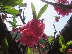 -南国桃园旅游度假区