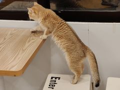-有喵·猫咖·狗咖·30几只猫10只小狗(岗厦店)
