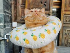 -喵屿·大理花园猫咖