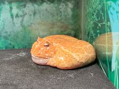 -上海大自然野生昆虫馆(东方明珠·爬宠昆虫探索中心)