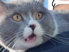 -博特宠物医院24h犬猫全科.骨科·异宠