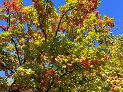 -国家植物园南园