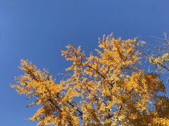 -三里屯东五街银杏大道
