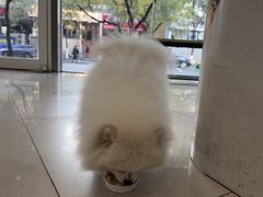 -艾贝尔宠物医院 ·中兽医·宠保定点(北门桥店)
