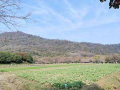 -八卦田遗址公园