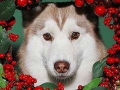 -超宠爱宠物摄影-Super pet