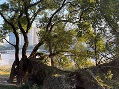 -江心屿景区