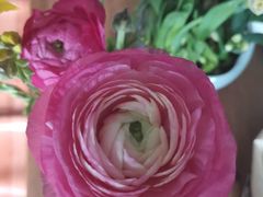 -双季花艺园艺市场(浦东店)
