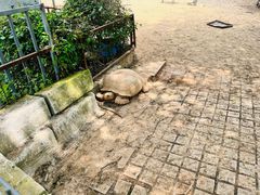 -东莞香市动物园