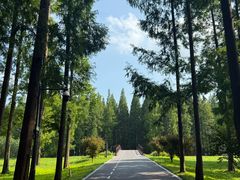 -黄海国家森林公园