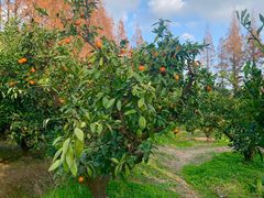 -上海长兴岛郊野公园