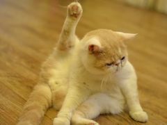 -猫色咖啡·猫咖