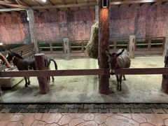 -清迈夜间动物园