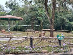 -海南热带野生动植物园
