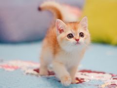 -Bastet sally猫舍购宠(静安店)