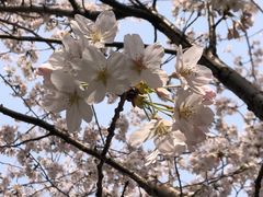 -高东镇樱花园
