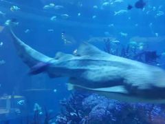 -迪拜帆船酒店海底餐厅