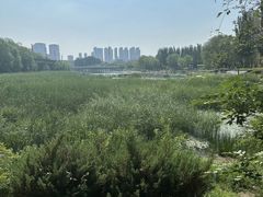 -护国法轮寺