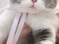 -艾吉宠物医院·疑难杂症转诊中心·猫友好(碧江路院)
