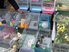 -青石桥花鸟鱼虫市场(叠翠城店)