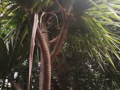 -呀路古热带植物园