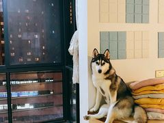 -Husky Go! 哈士奇体验馆·宠物咖啡厅狗咖