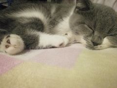 -瑞鹏宠物医院·猫科·宠保定点(梅溪湖分院)