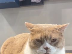 -伟伟宠物医院·CT影像中心·瑞派犬猫综合性门诊(汉口总院)