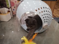 -袖虎·猫馆(体育西路店)