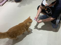 -藏猫猫咖啡主题馆(中央大道店)