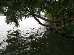 -西湖外事游船(花港观鱼码头)