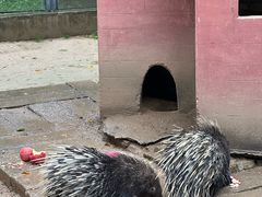 -青藏高原野生动物园