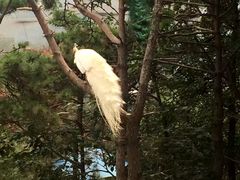 -燕塞湖鸟语林景区