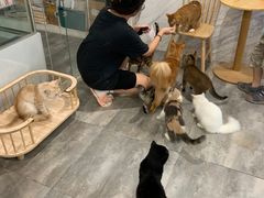 -楼上猫咖(罗湖店)