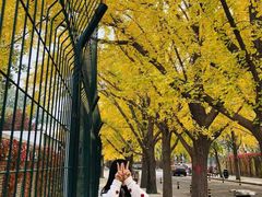 -三里屯东五街银杏大道