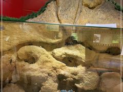 -上海昆虫博物馆