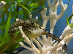 -瑞普利水族馆