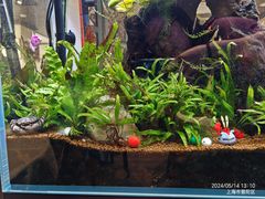 -阿莉餐厅(枣阳路店)