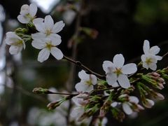 -鸡鸣寺