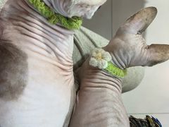 -平行世界·猫咖(首经贸店)