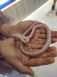 -Moni星球萌宠·小马宝莉·灵蛇·高端高阶全萌宠互动体验俱乐部(红豆国际广场店)