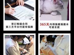 -lincat·猫舍(广州店)